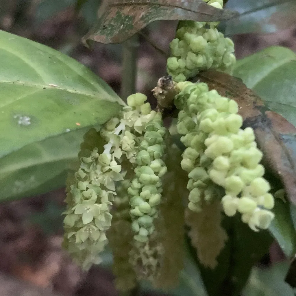 Lepionurus Sylvestris