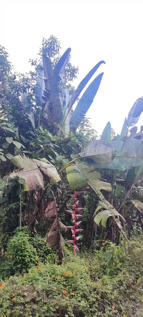 Heliconia Griggsiana