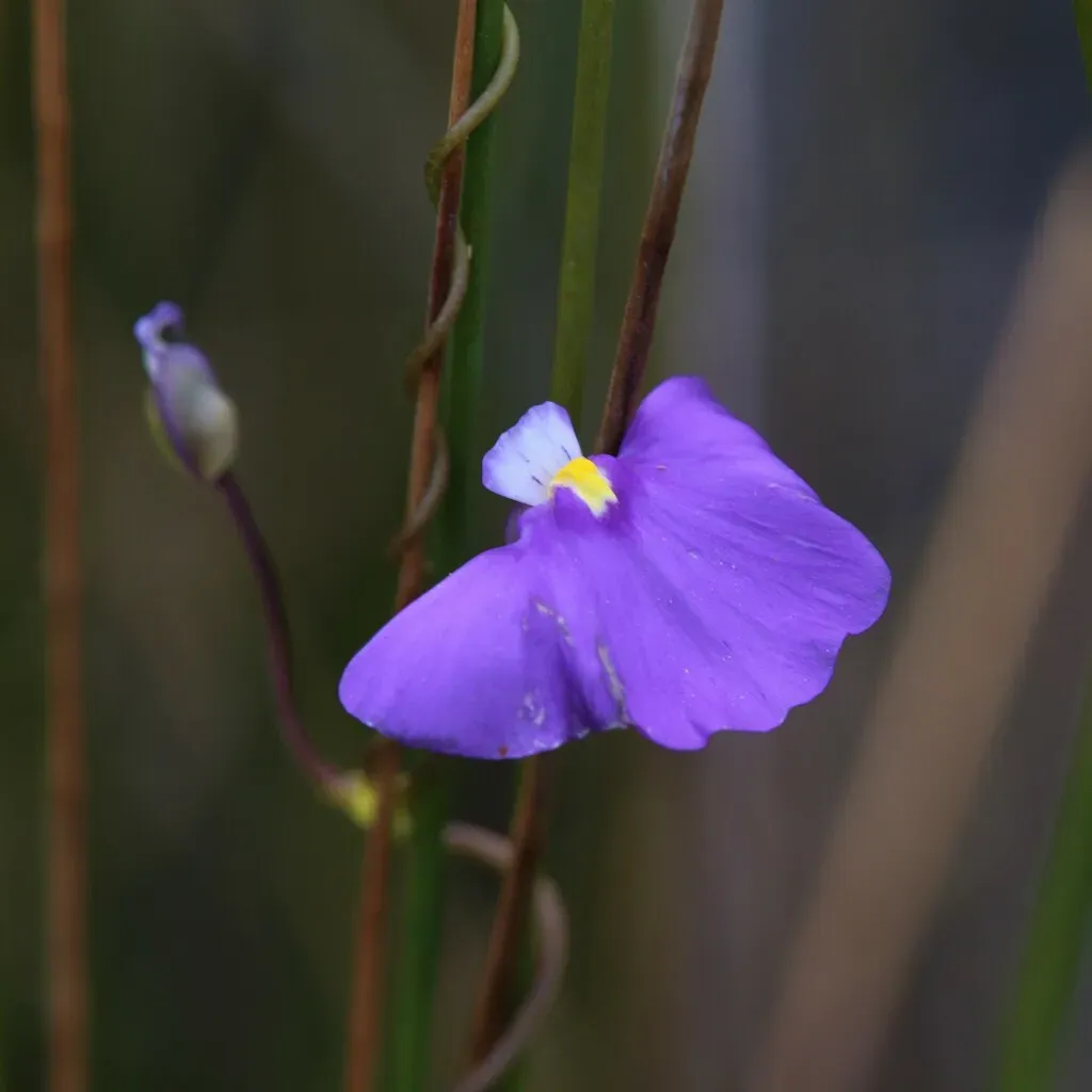 Utricularia Volubilis