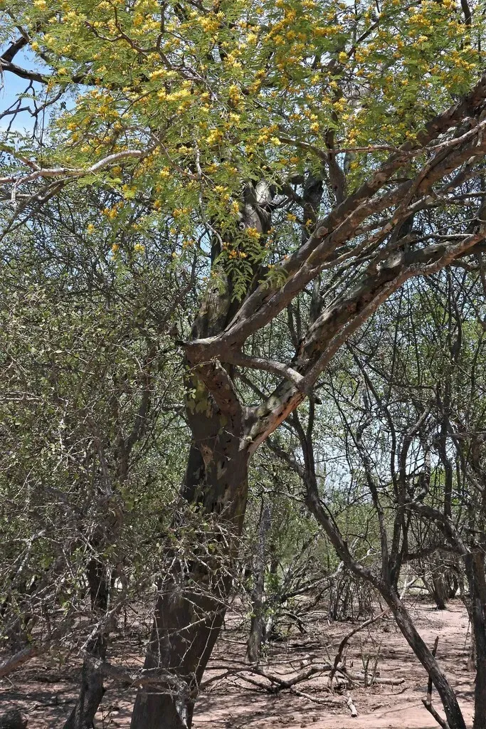 Libidibia Paraguariensis