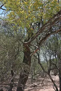 Libidibia Paraguariensis