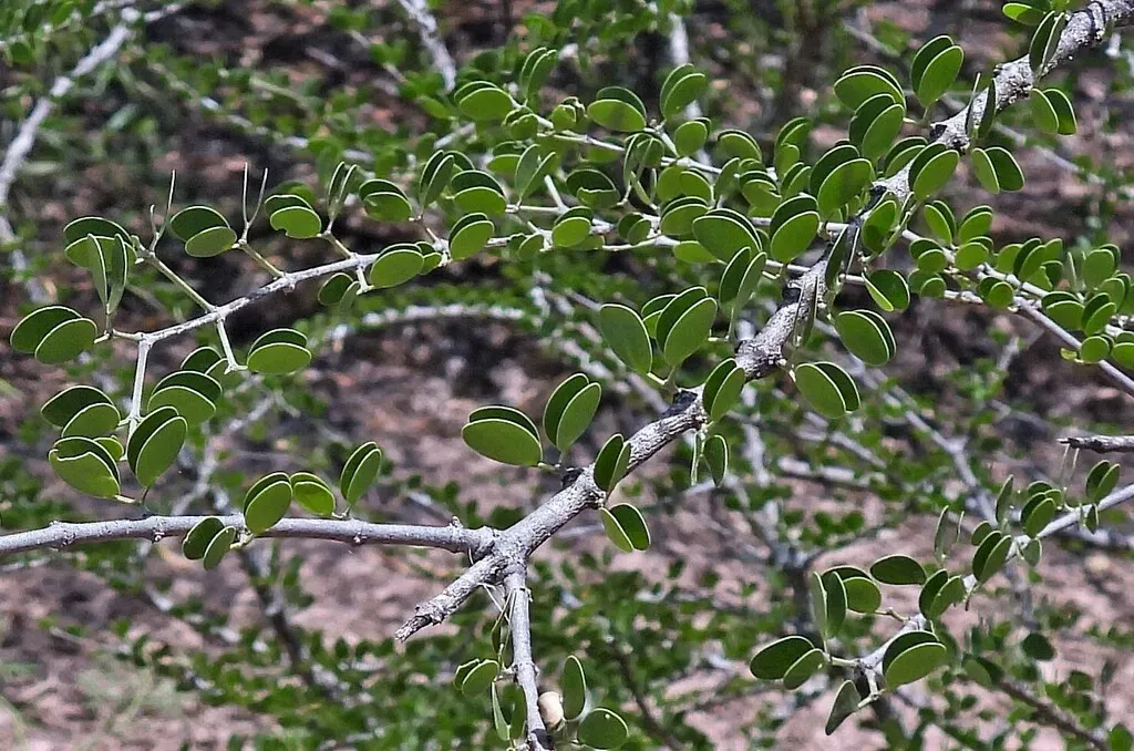 Gonopterodendron Sarmientoi