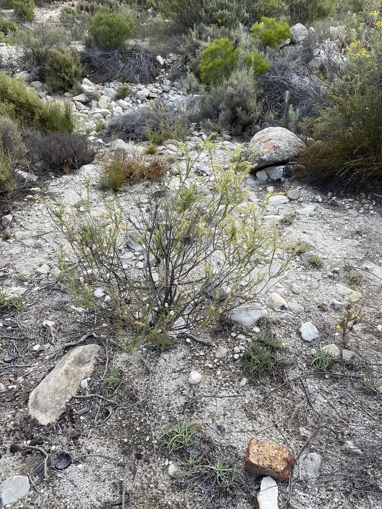 Cylinder Catstailbush