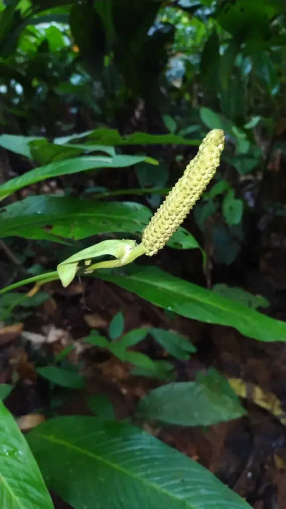 Spathiphyllum Humboldtii
