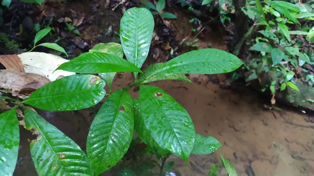 Chrysochlamys Membranacea