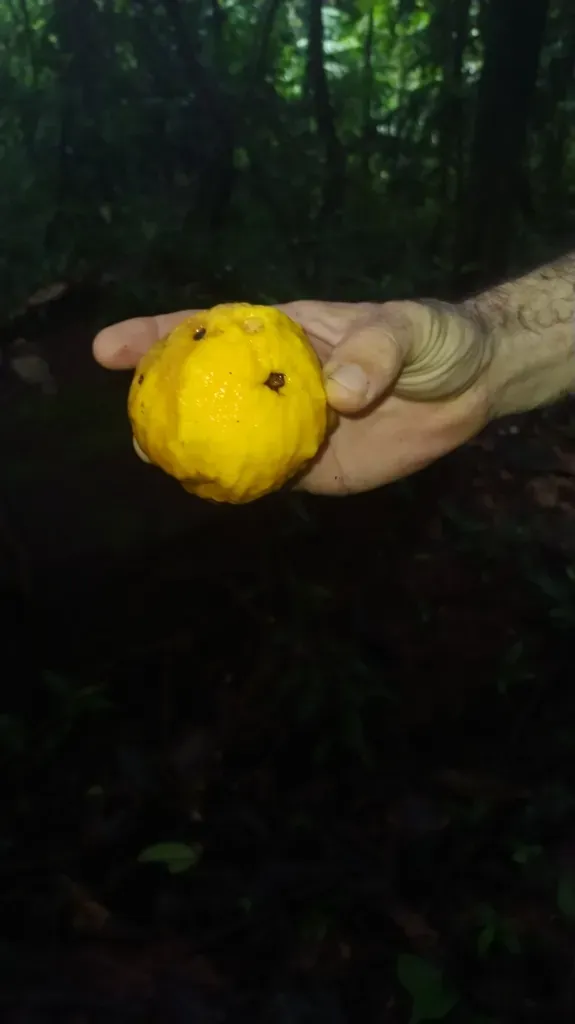 Eugenia Gongylocarpa