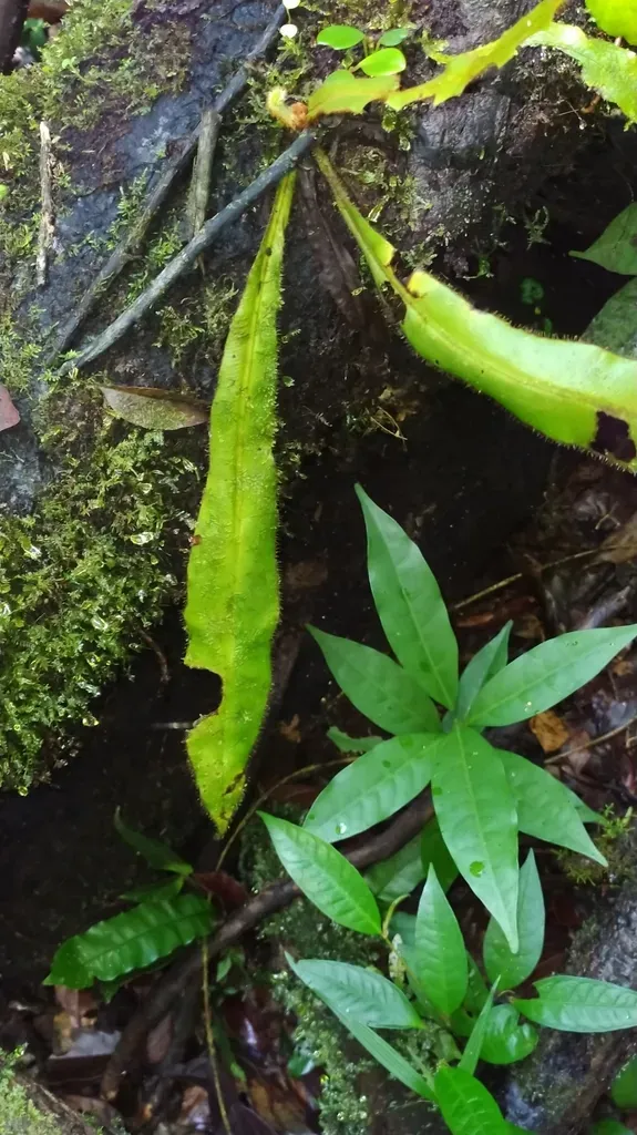 Elaphoglossum Raywaense