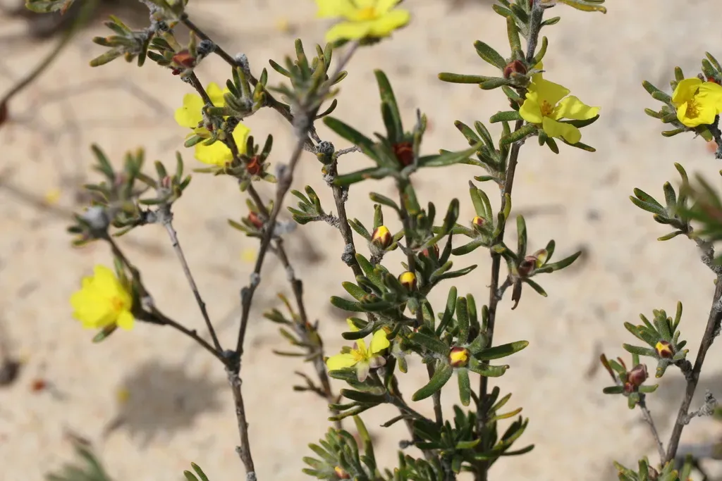Hibbertia Desmophylla