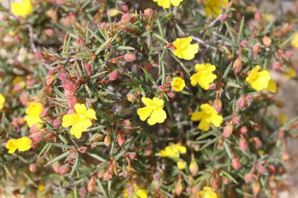 Hibbertia Callida
