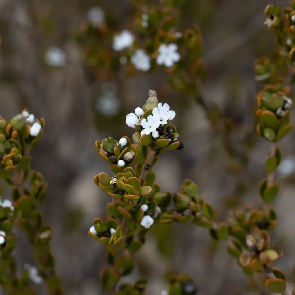 Logania Buxifolia