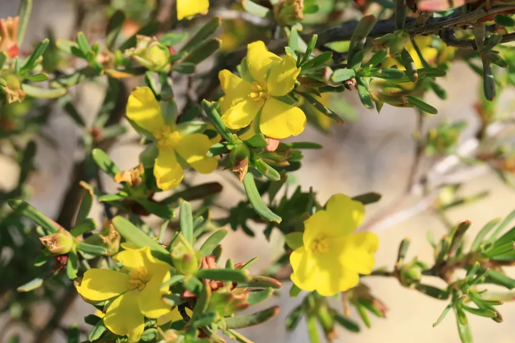 Hibbertia Glabrisepala