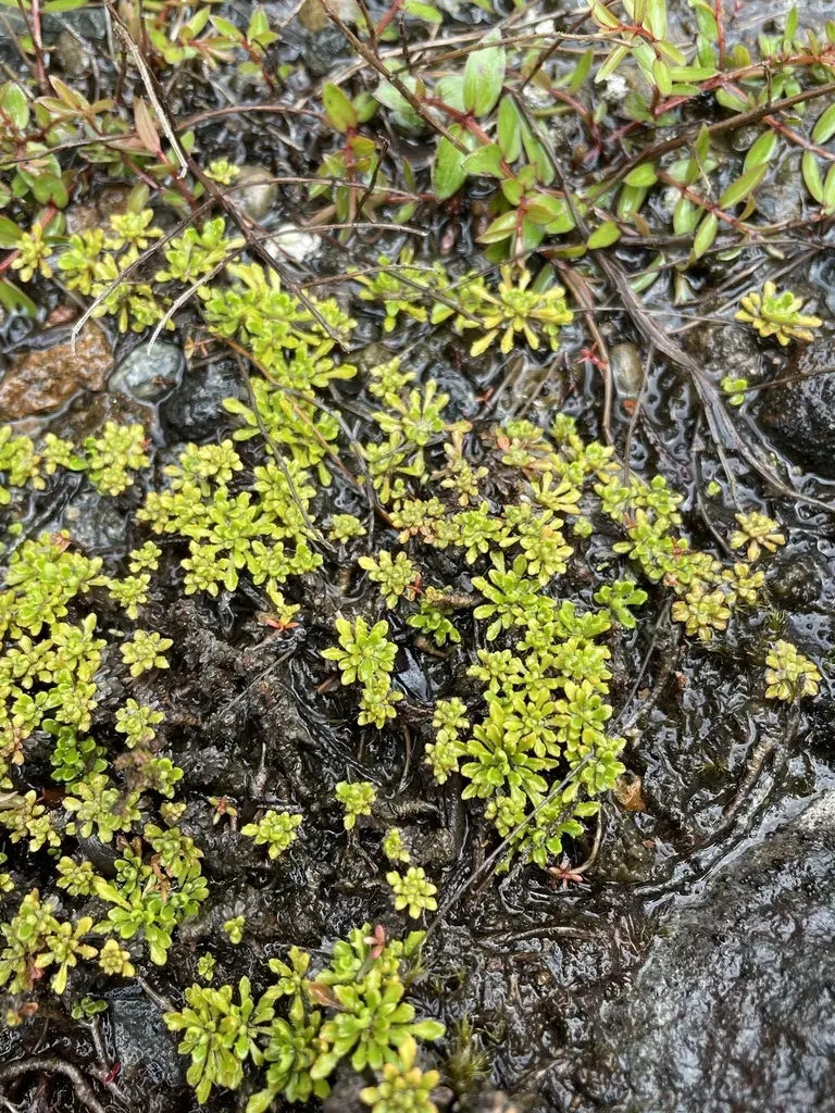Wahlenbergia Pygmaea