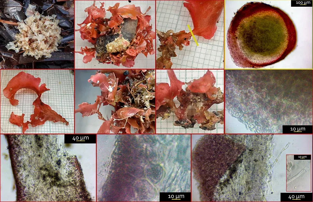 Meredithia Microphylla