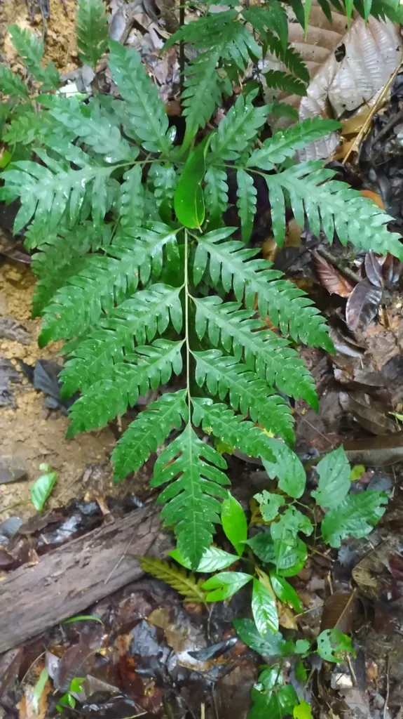 Pteris Altissima