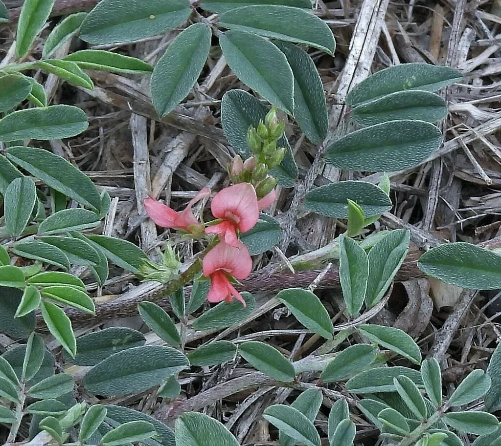 Indigofera Asperifolia