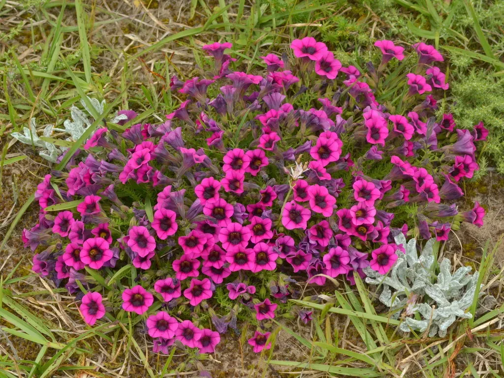 Calibrachoa Heterophylla