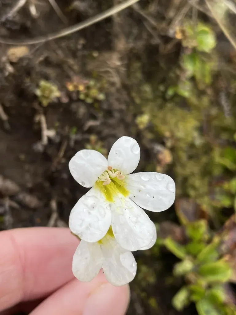 Ourisia Vulcanica