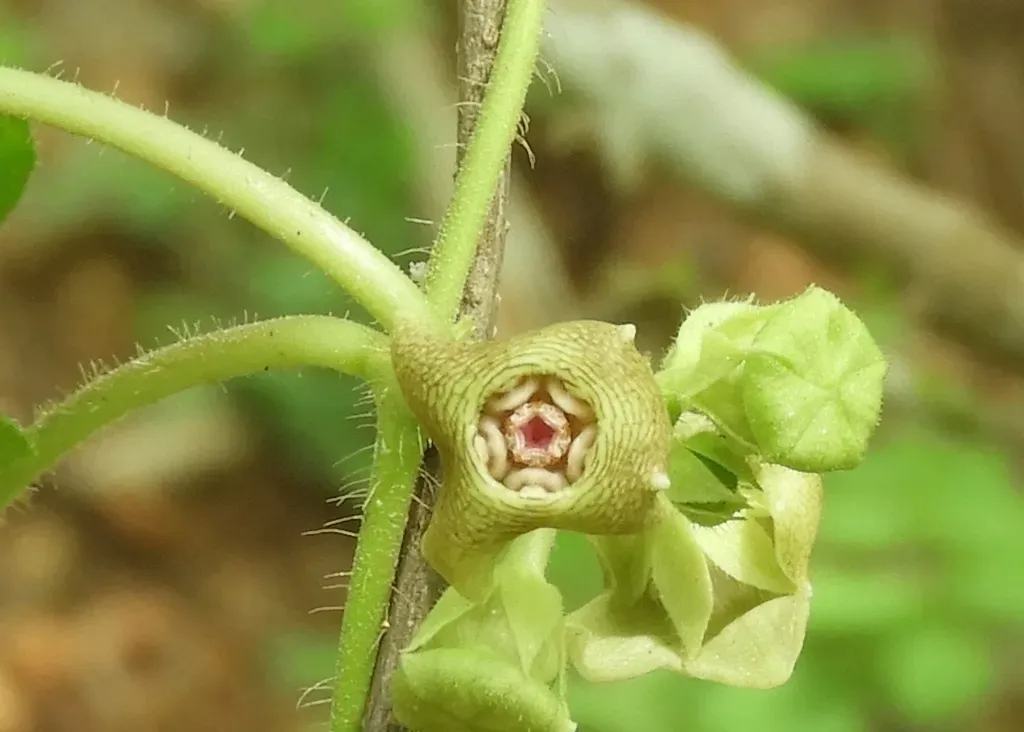 Dictyanthus Sepicola