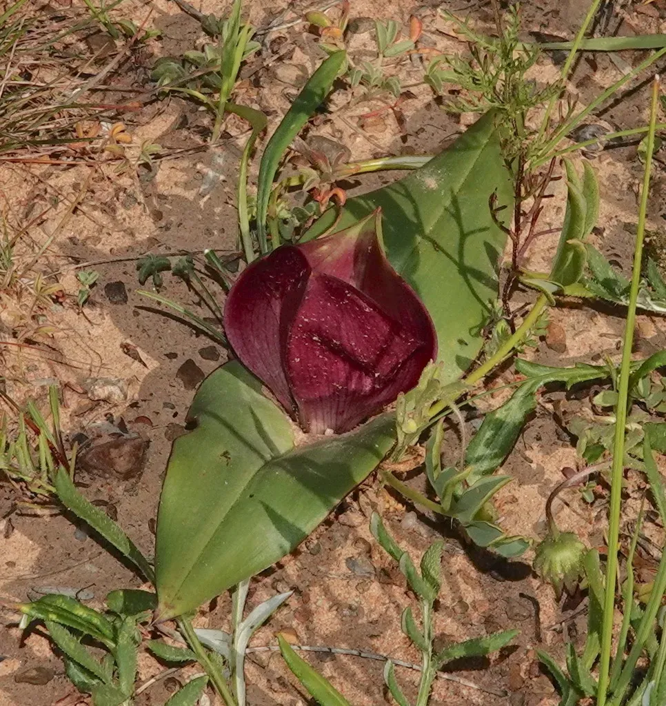 White Cup-and-saucer