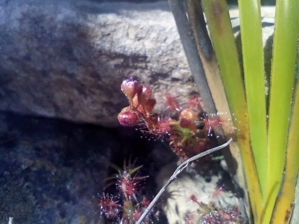 Drosera Gibsonii