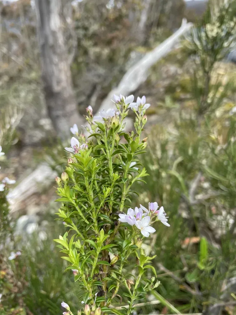Veronica Formosa