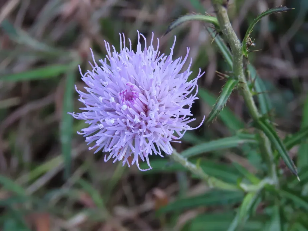 Cirsium Hupehense