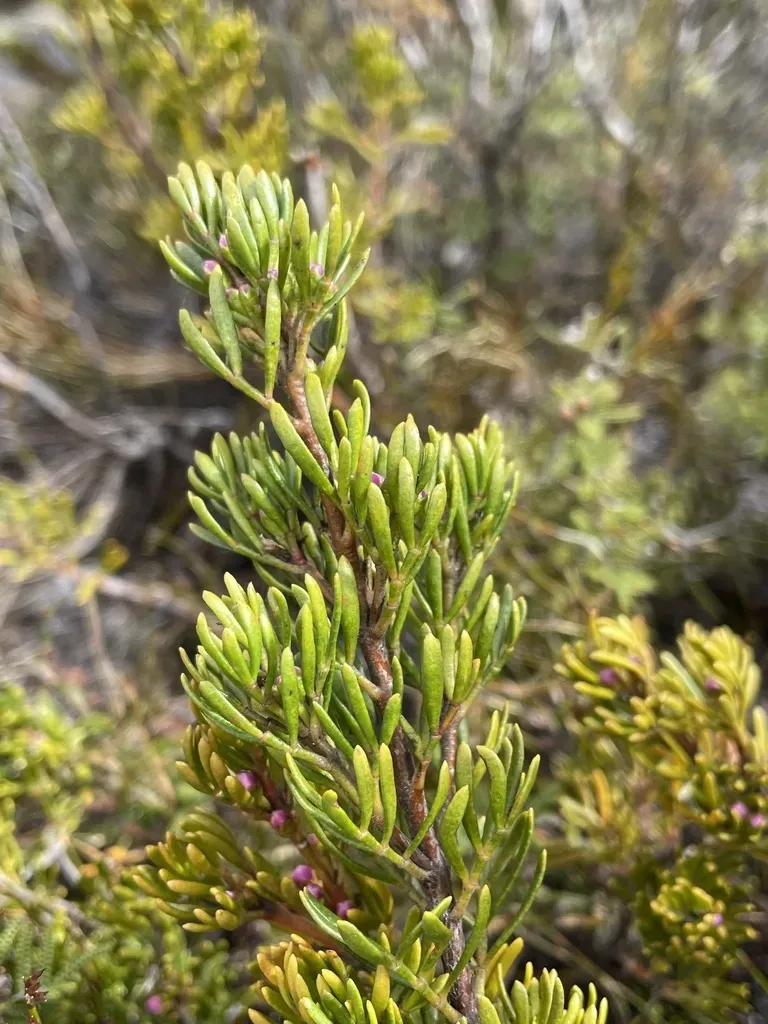Lemon-scented Boronia