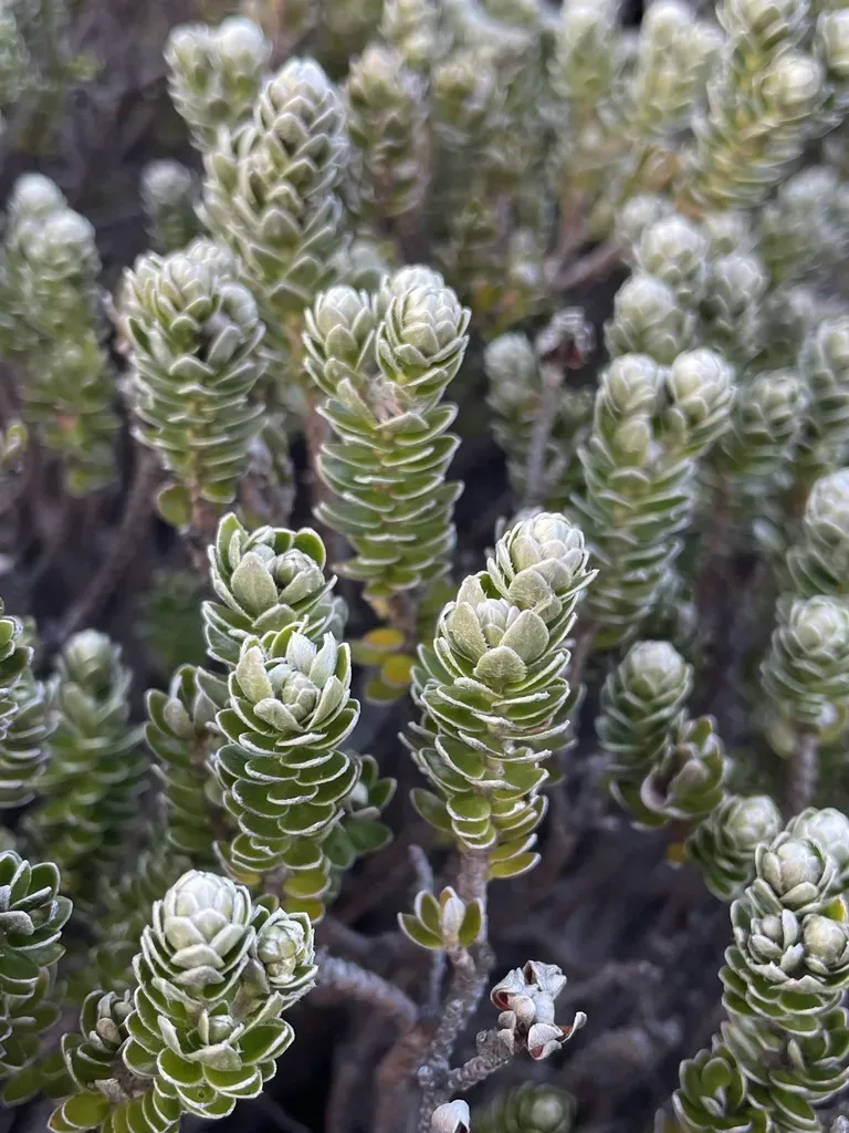 Pimelea Sericea