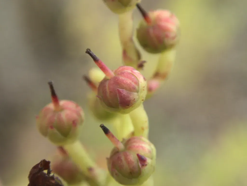 Gaultheria Oppositifolia