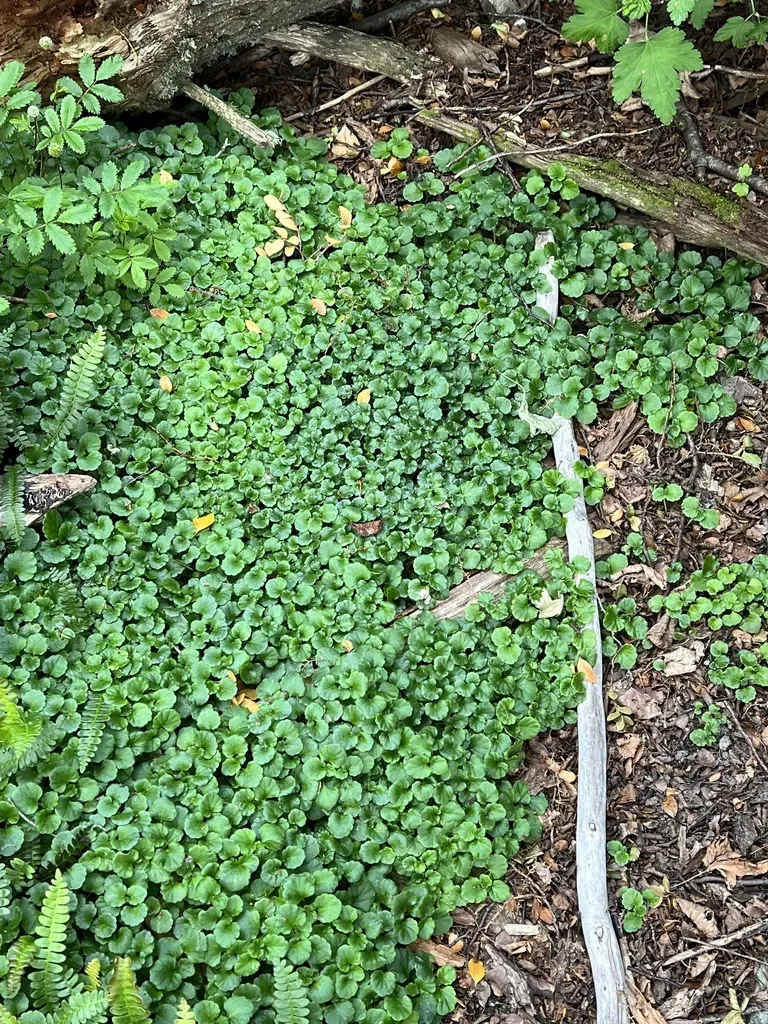 Dysopsis Glechomoides