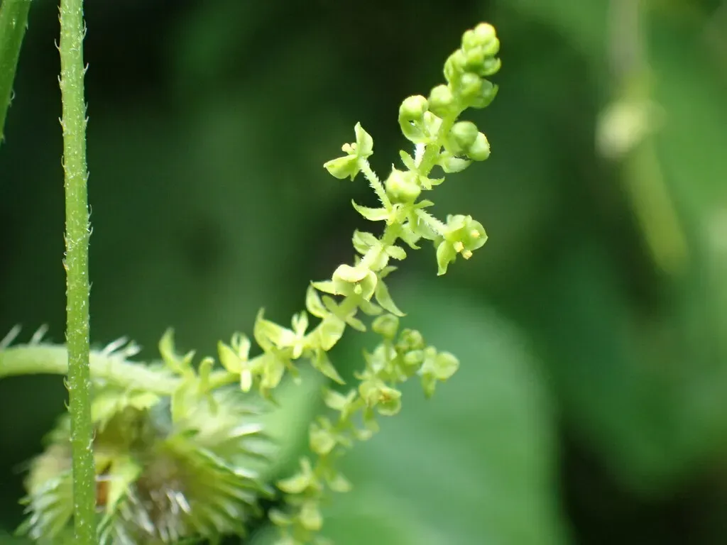 Stinging Needle Creeper