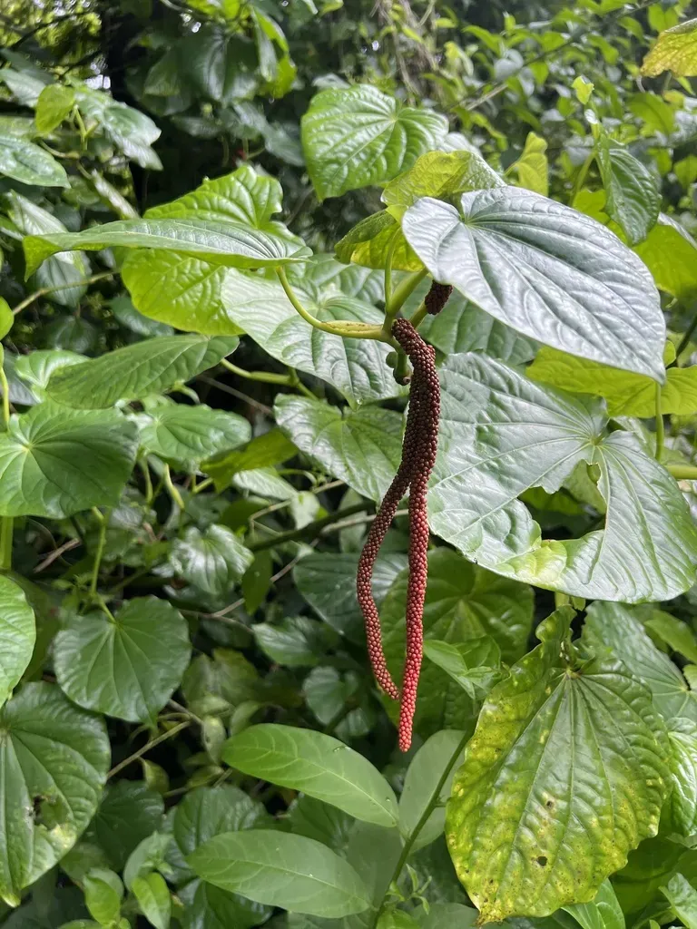Piper Latifolium