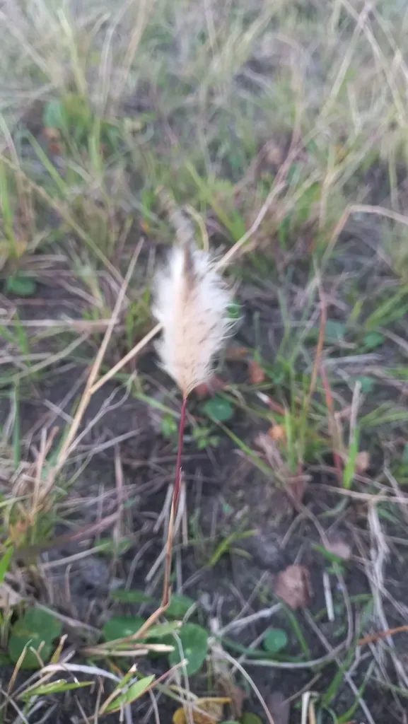 Imperata Brasiliensis