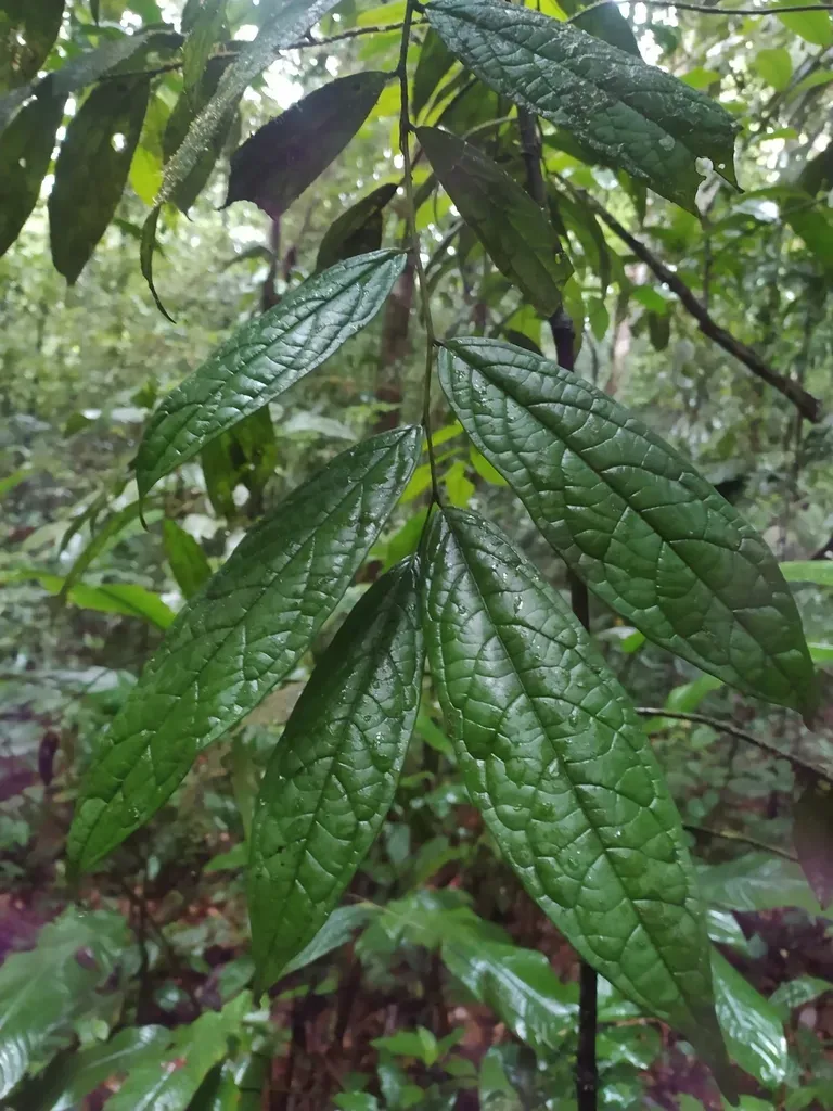 Diospyros Ropourea