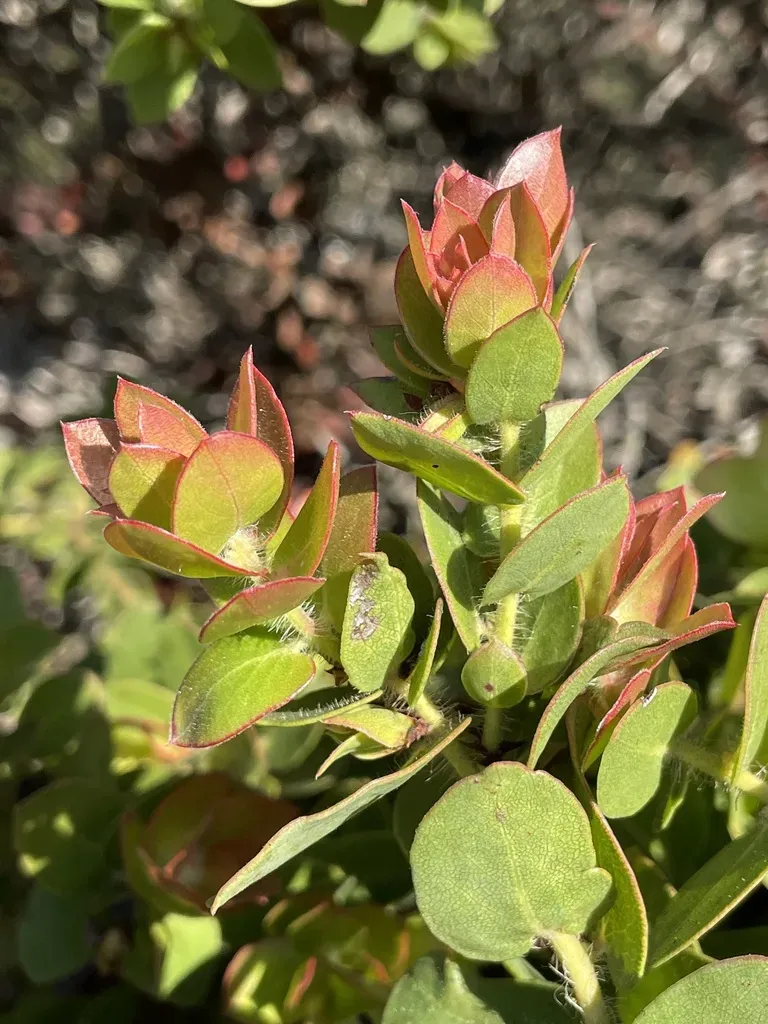 La Purisima Manzanita