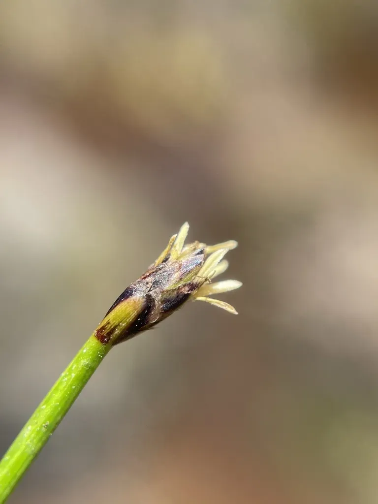 Slender Spike Sedge