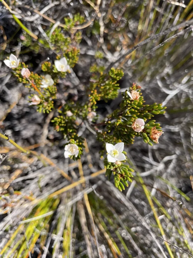 Boronia Elisabethiae
