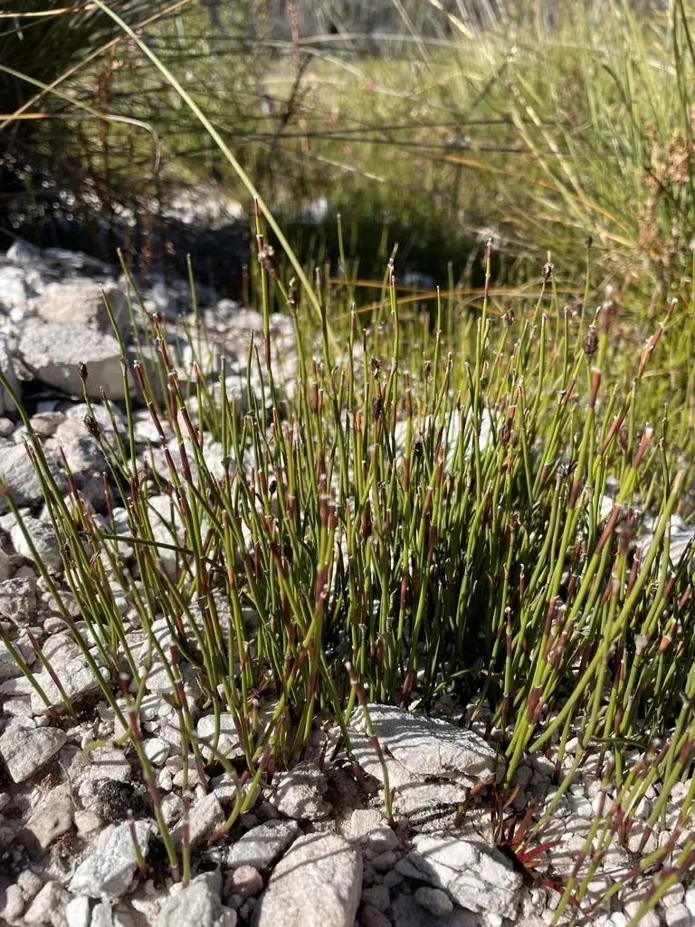 Chordifex Hookeri