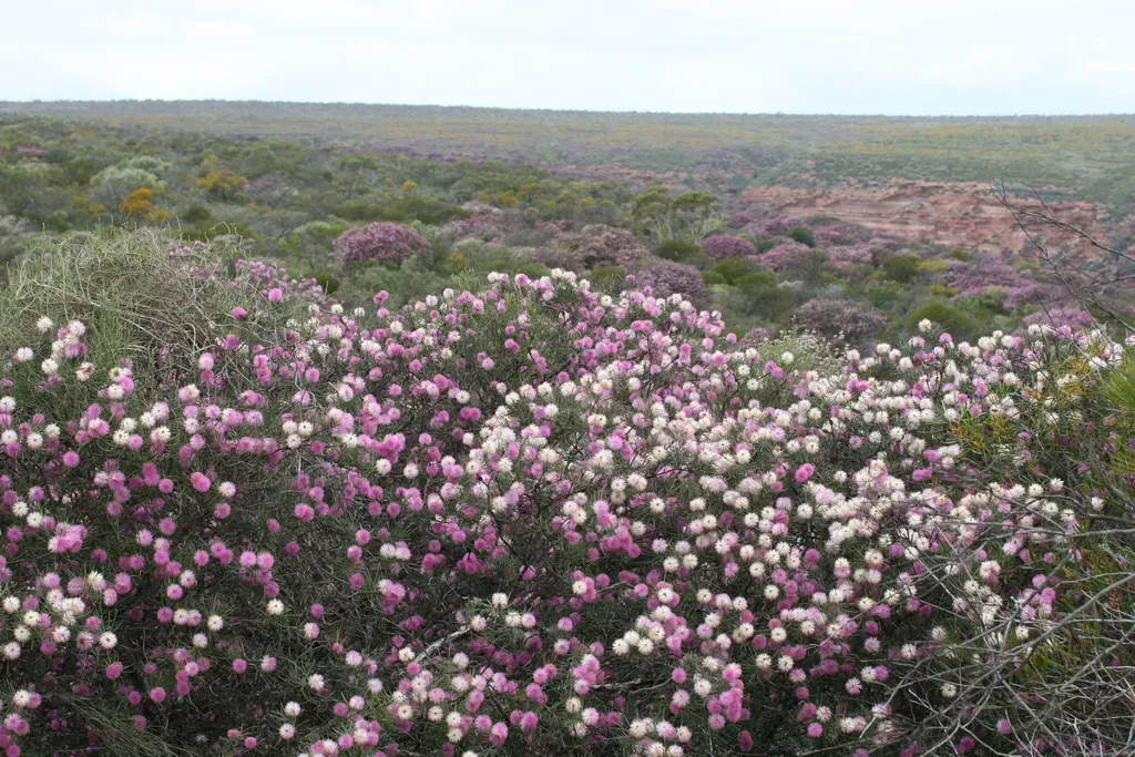 Melaleuca Nematophylla