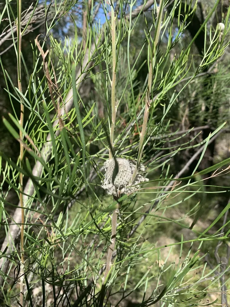 Isopogon Dawsonii