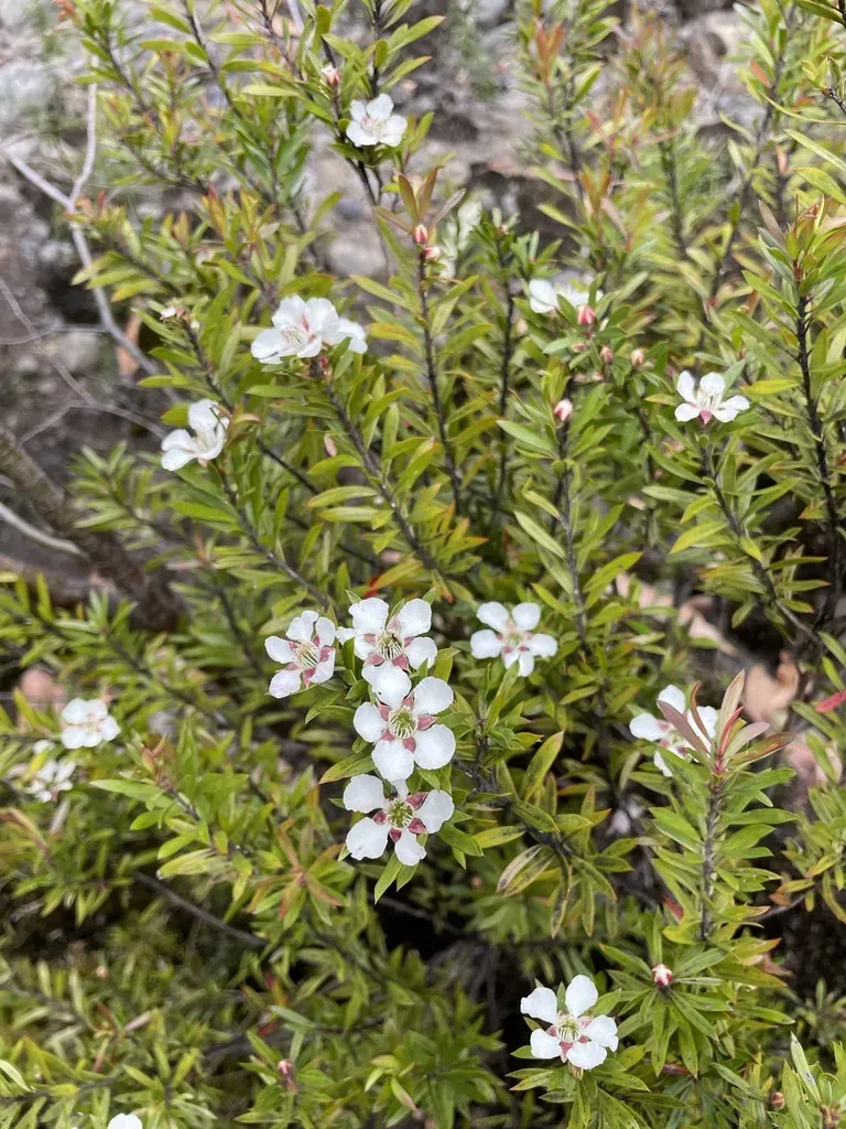 Leptospermum Riparium