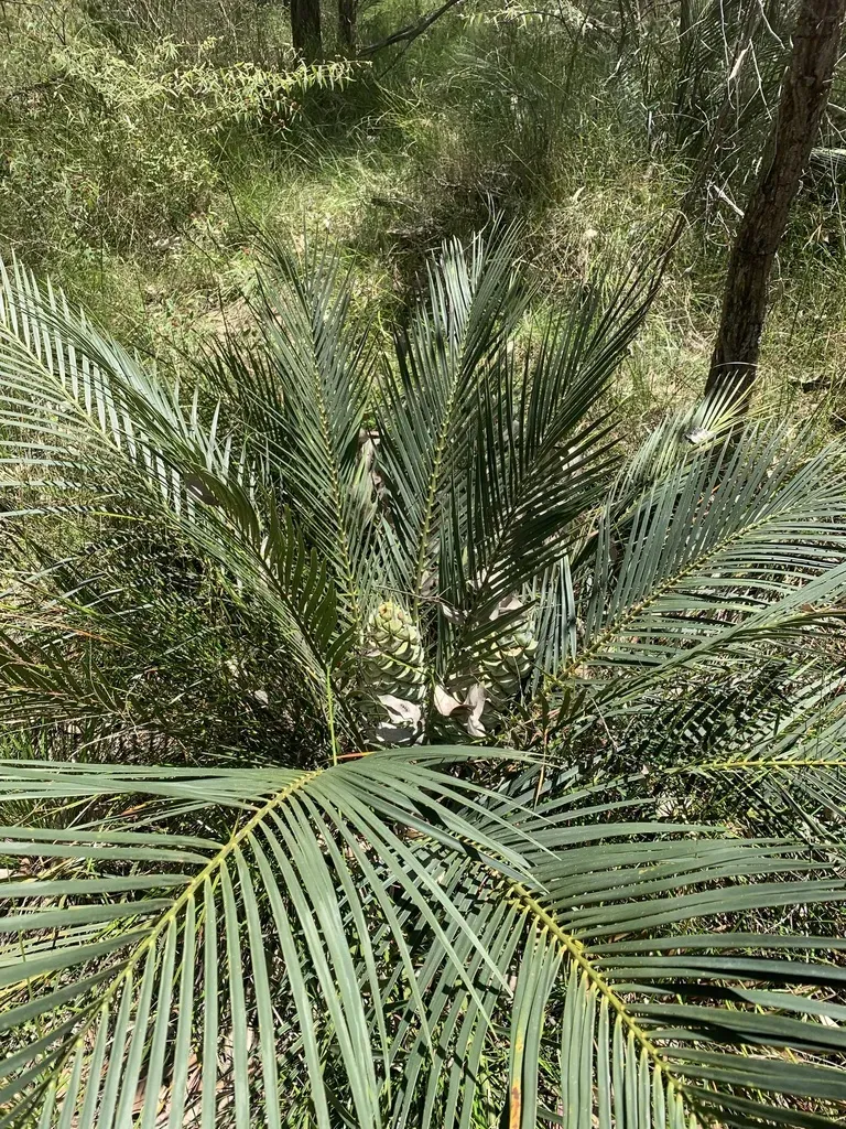 Macrozamia Reducta
