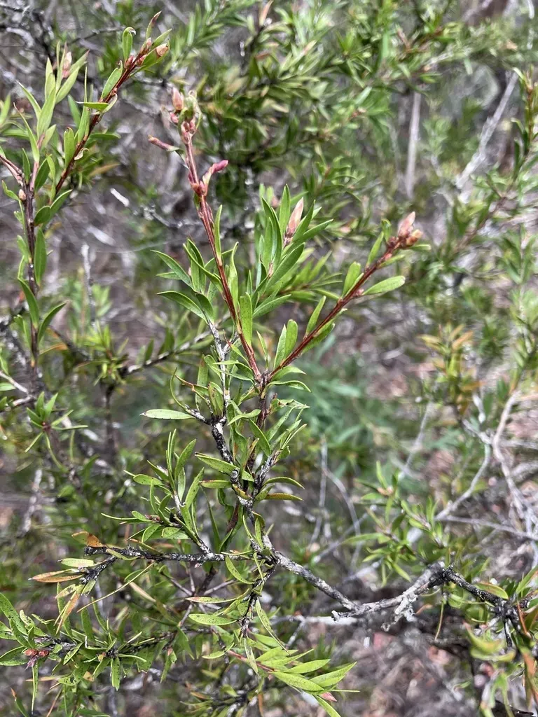 Melaleuca Virens