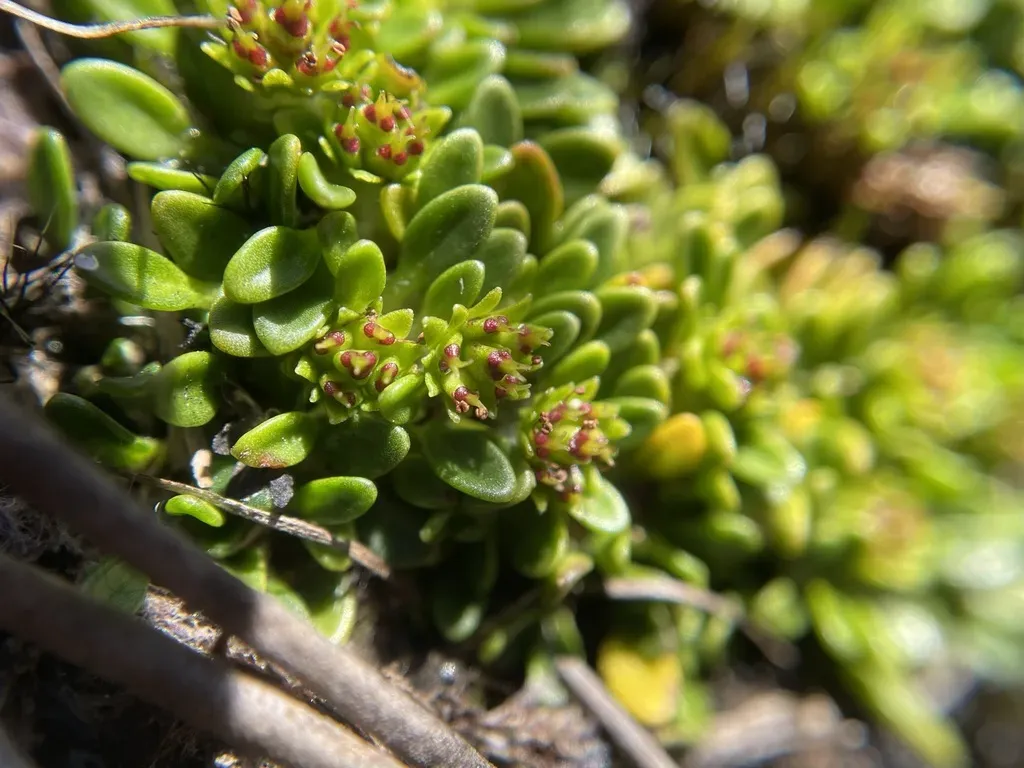 Crimson Flannel Flower