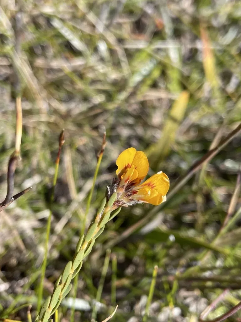 Almaleea Subumbellata