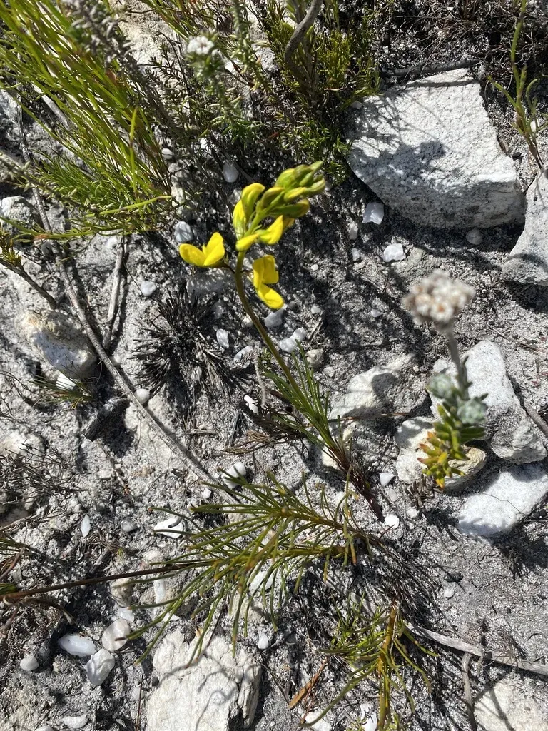 Lebeckia Grandiflora