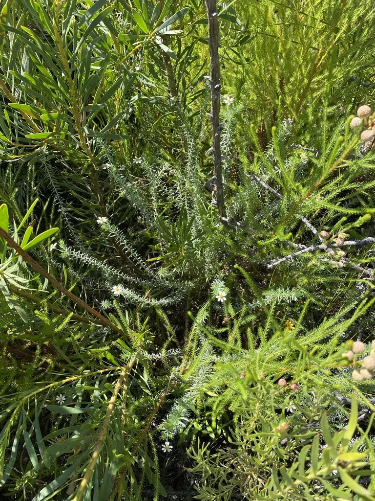 Thaminophyllum Multiflorum