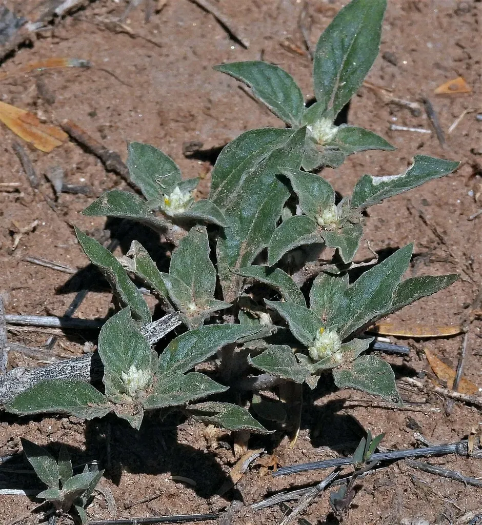 Gomphrena Tomentosa