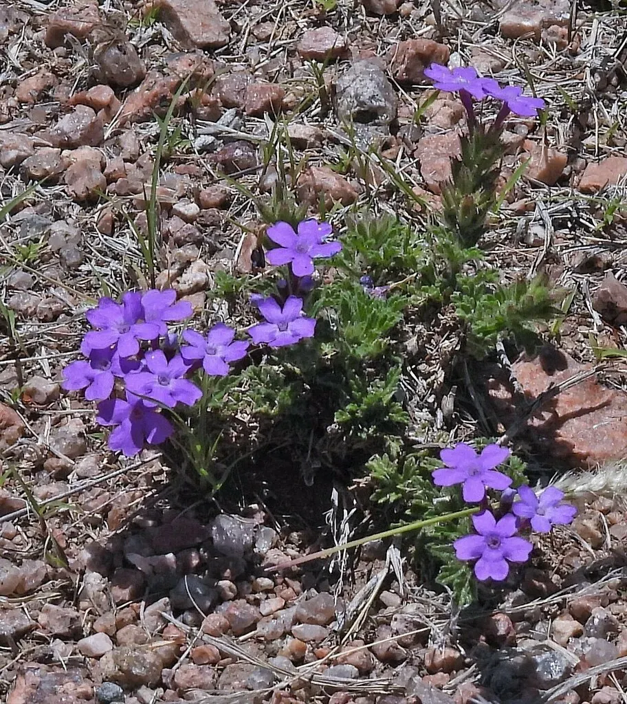 Glandularia Venturii