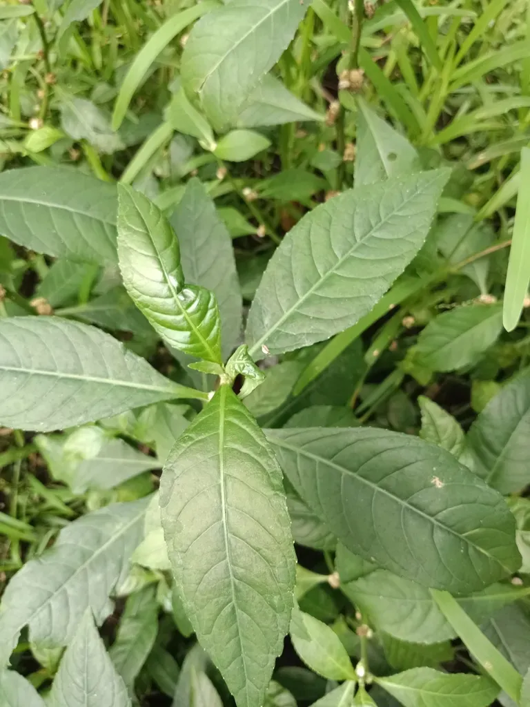 Struchium Sparganophorum